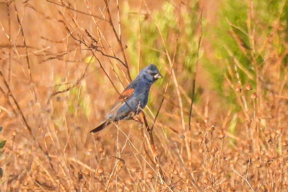 Blue Grosbeak - ML622150918