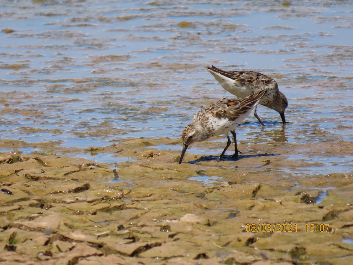 Western Sandpiper - ML622150919