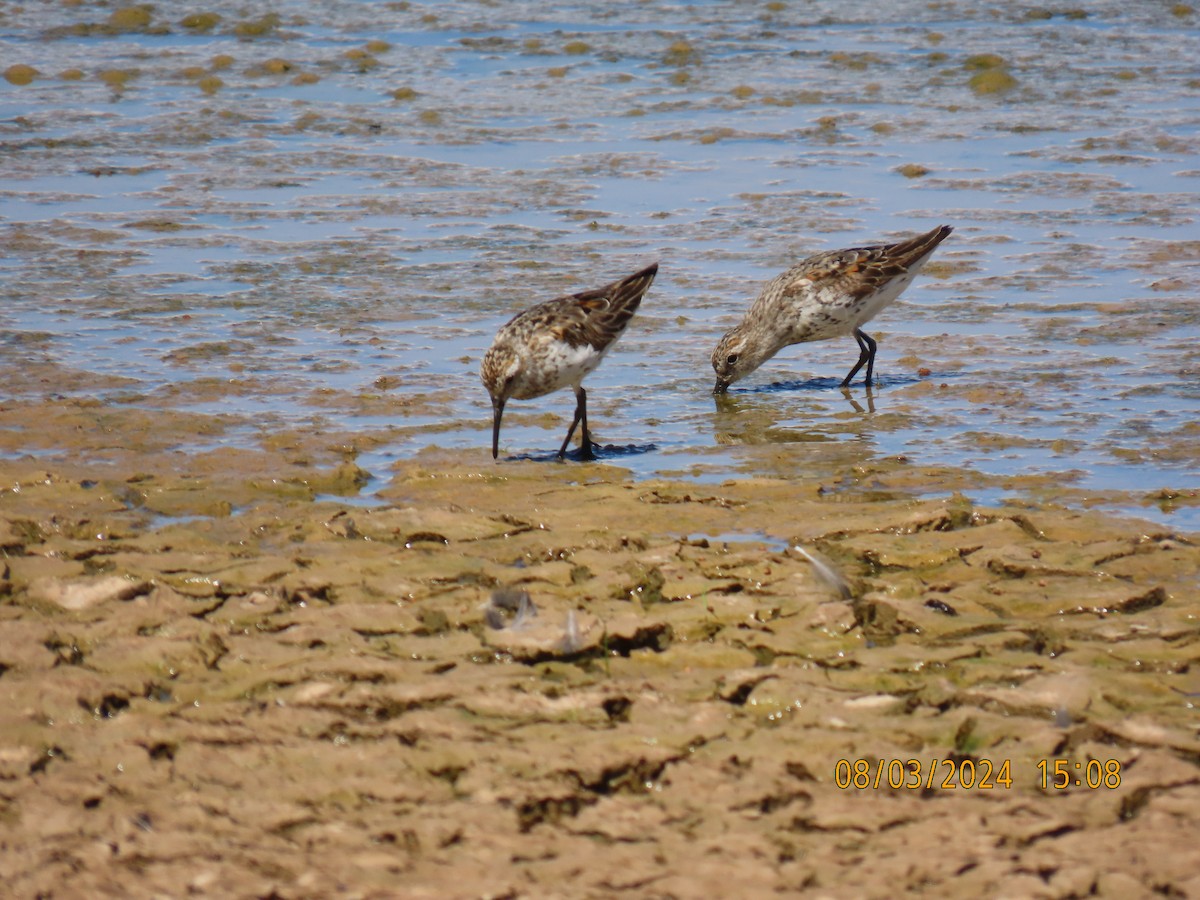 Western Sandpiper - Robert Solomon