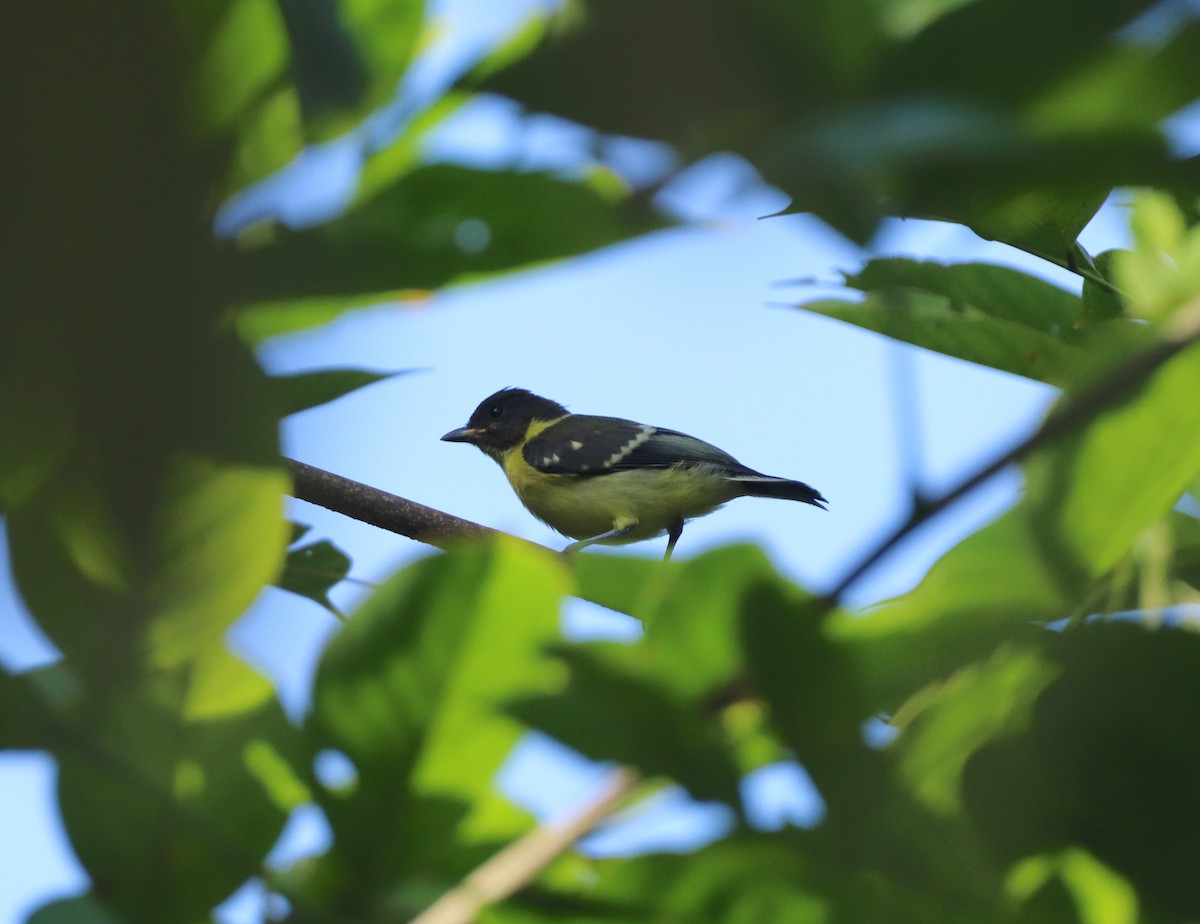 Palawan Tit - ML622150921