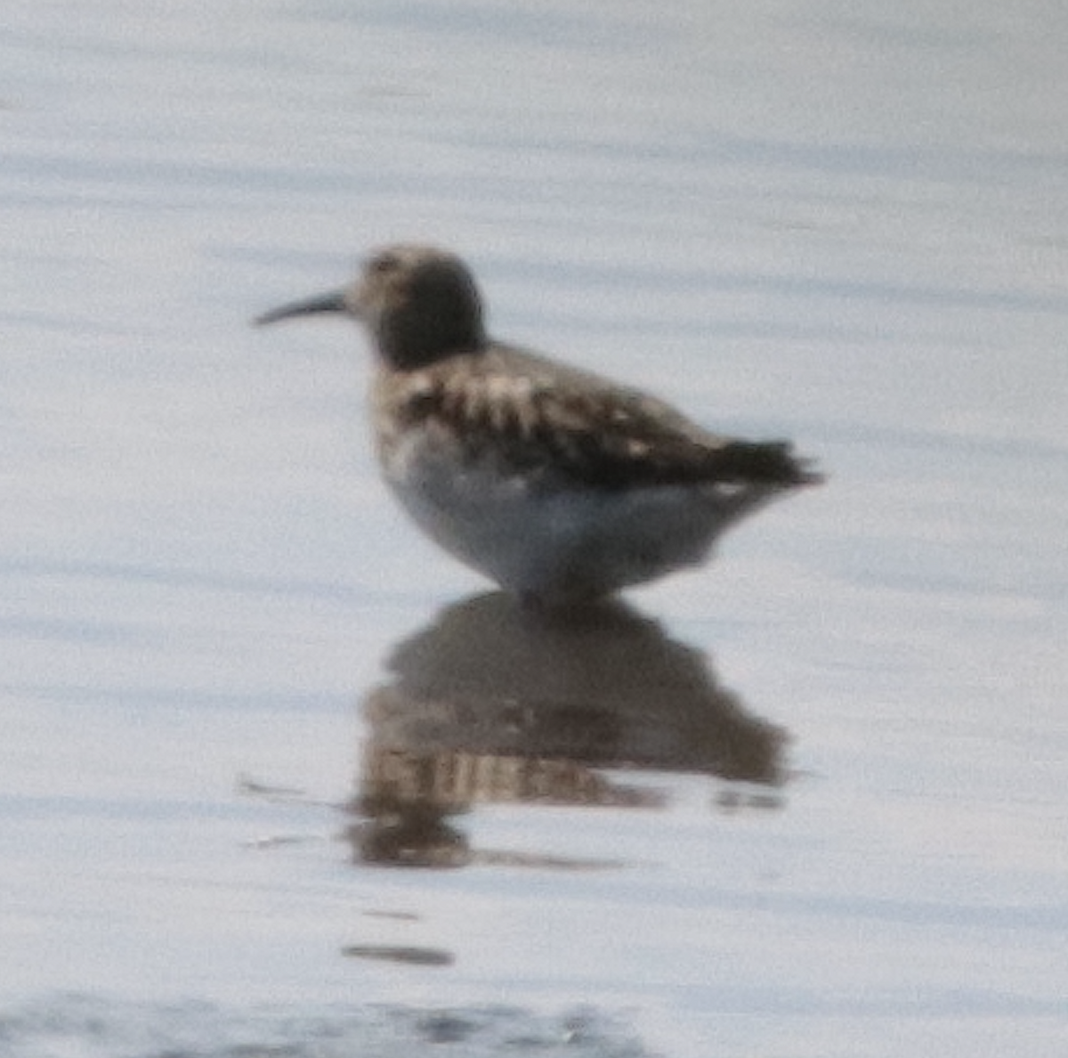 Western Sandpiper - David Schulte