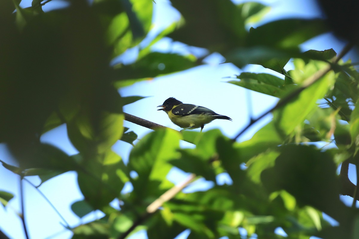 Palawan Tit - ML622150923