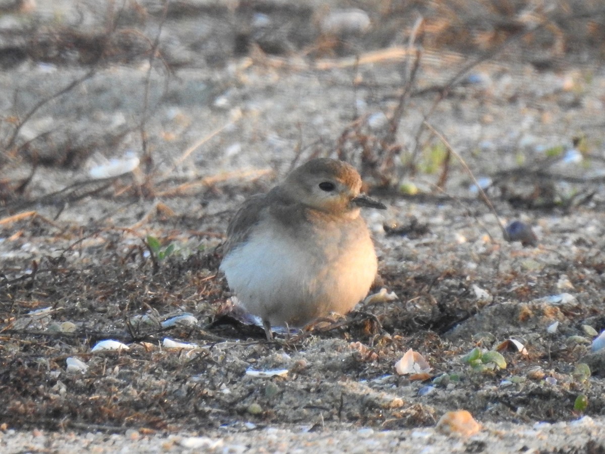 Mountain Plover - ML622150925