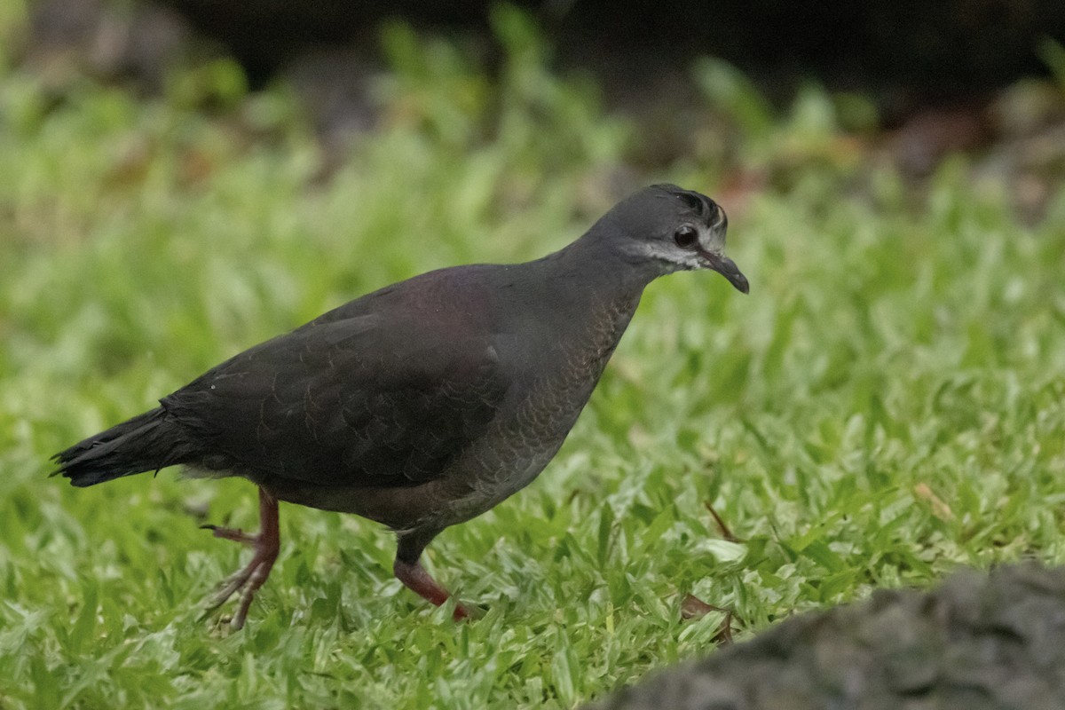 Purplish-backed Quail-Dove - ML622150932