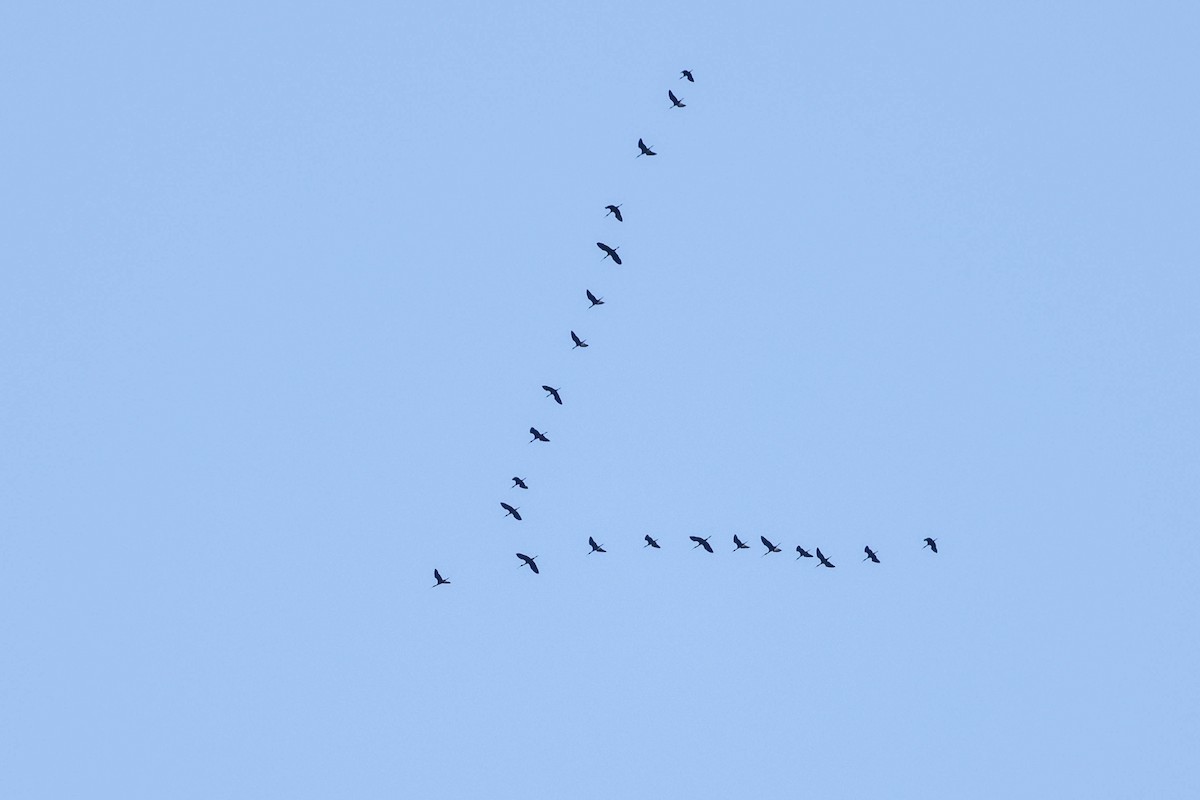 White-faced Ibis - ML622150934