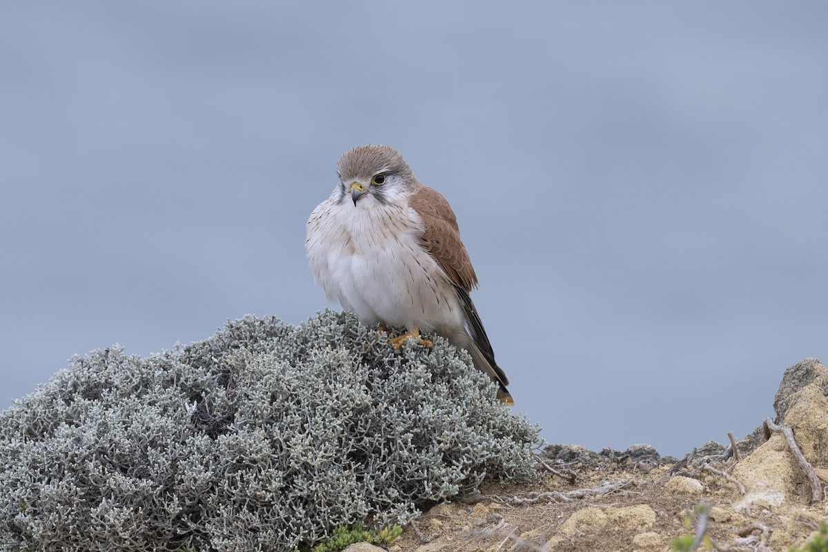 Nankeen Kestrel - ML622150935