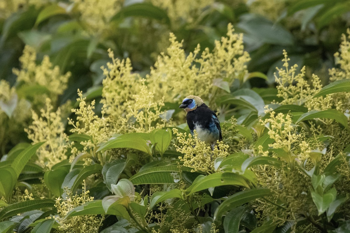 Golden-hooded Tanager - ML622150941