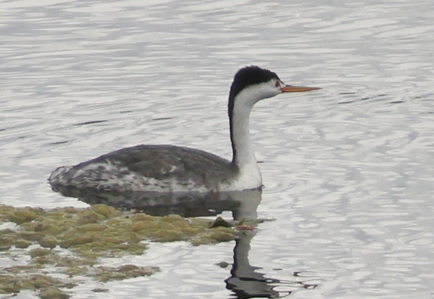 Clark's Grebe - ML622150943