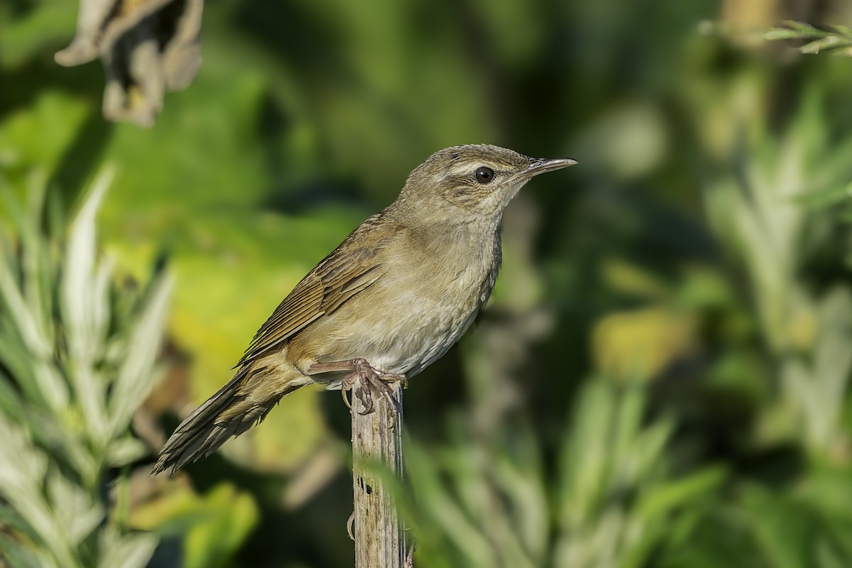 Sakhalin Grasshopper Warbler - ML622150947