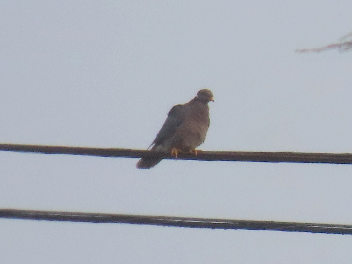 Band-tailed Pigeon - ML622150950