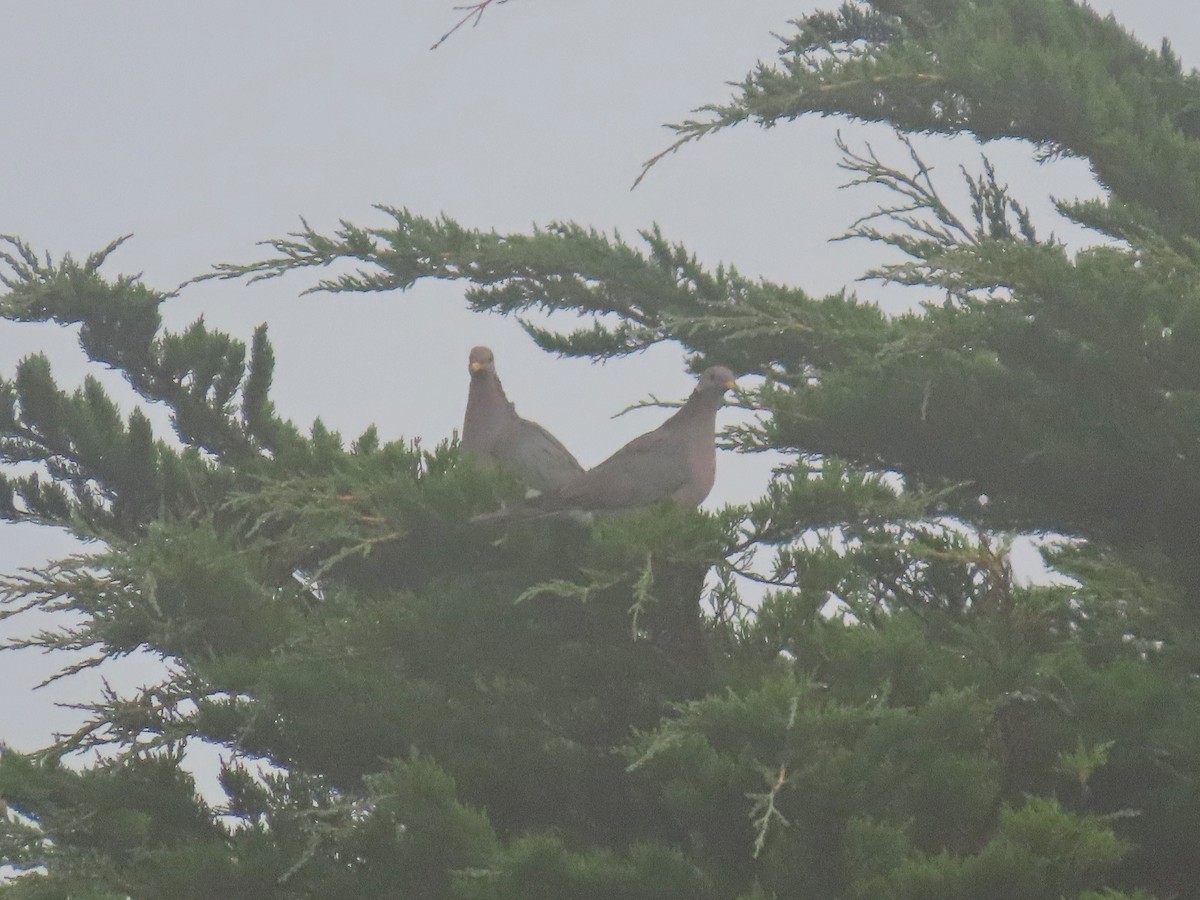 Band-tailed Pigeon - ML622150952