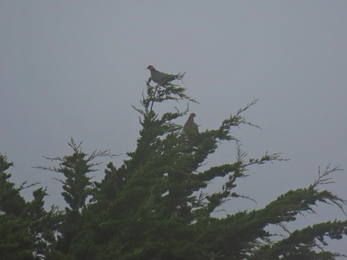 Band-tailed Pigeon - ML622150953