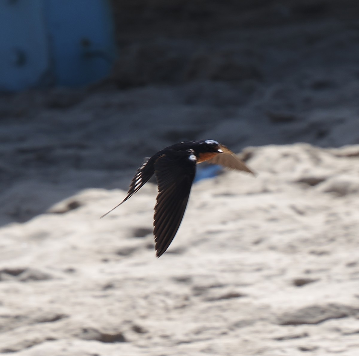 Barn Swallow - ML622150956