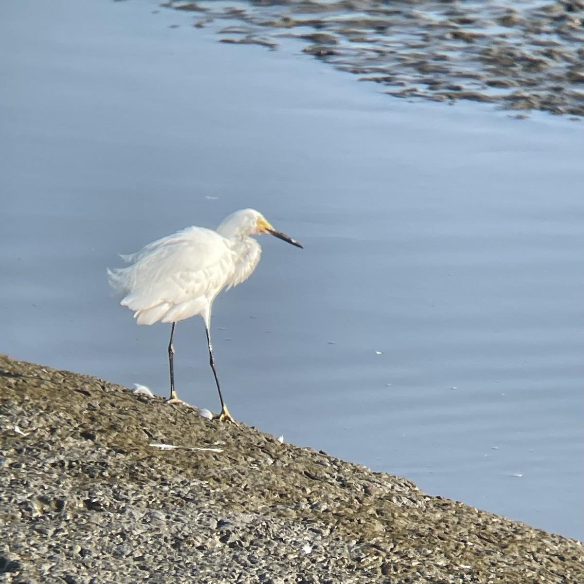 Snowy Egret - Felix Weilacher