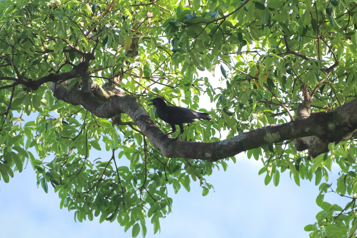 Palawan Crow - ML622150959