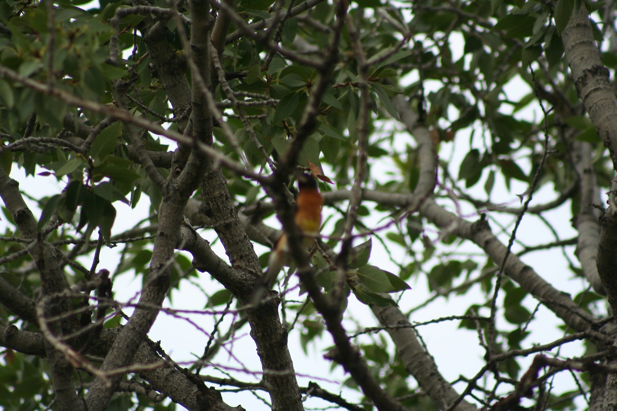 Black-headed Grosbeak - ML622150960