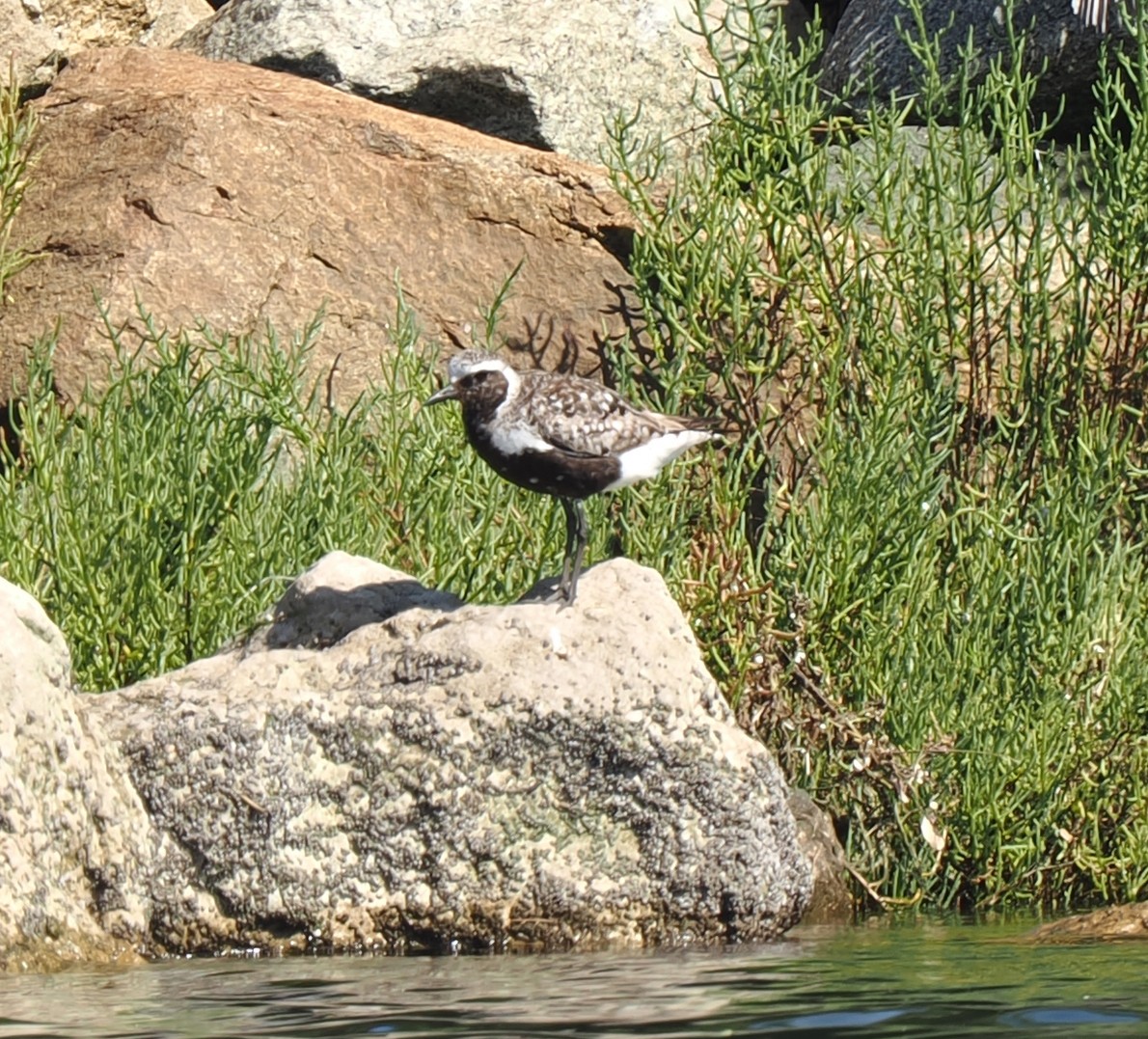 Black-bellied Plover - ML622150961