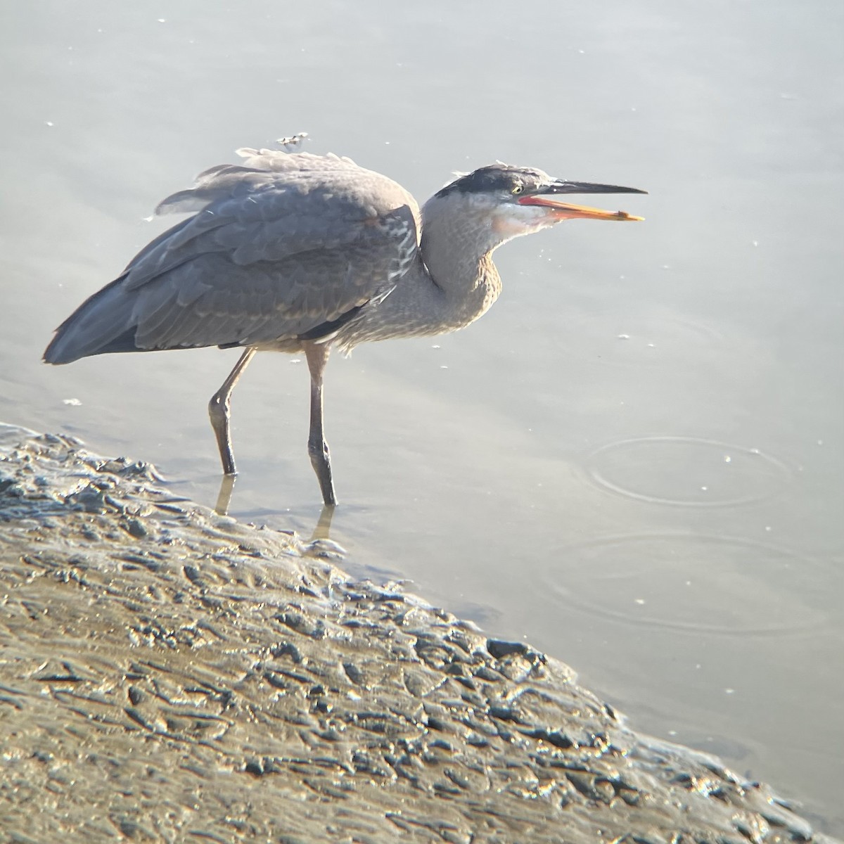 Great Blue Heron - ML622150962