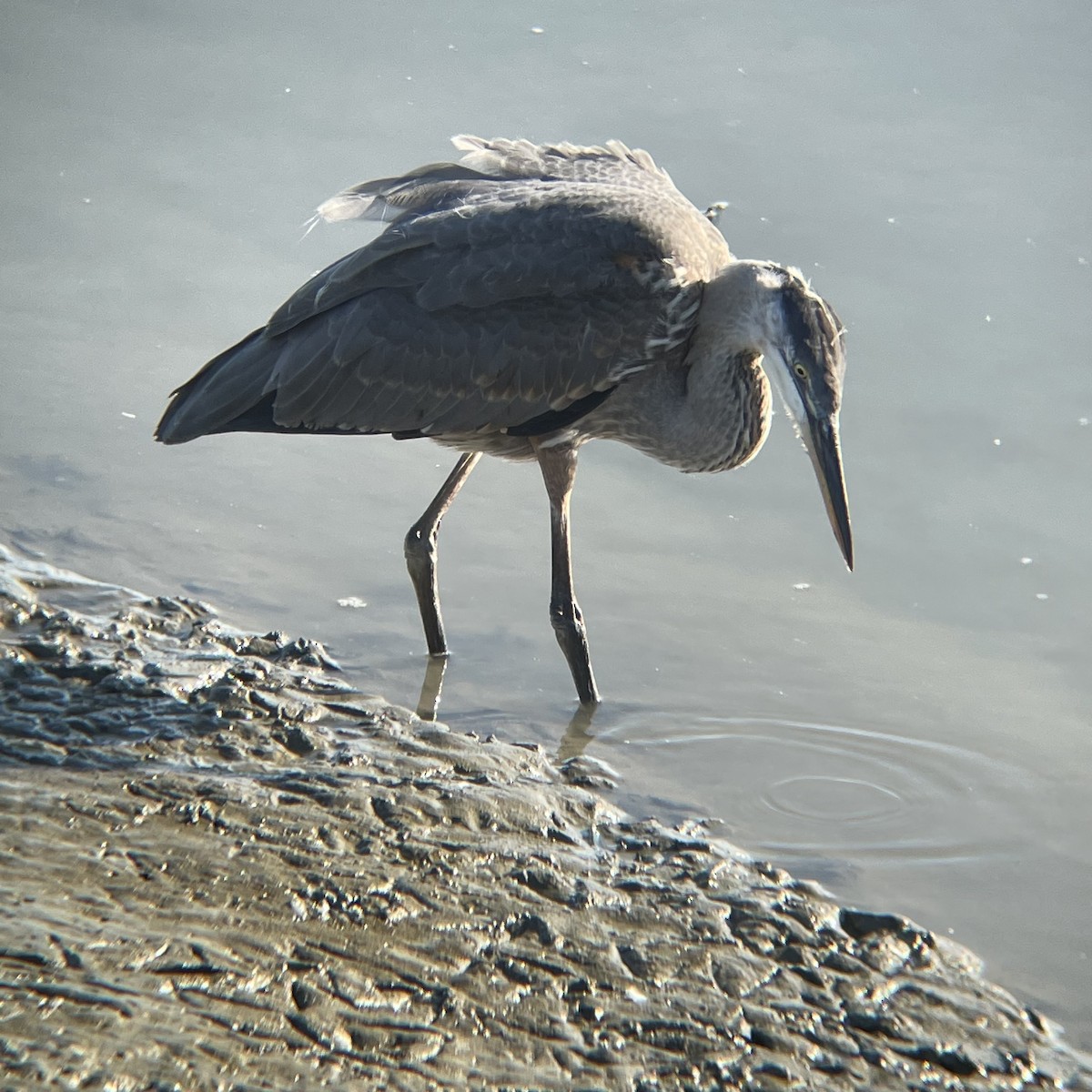 Great Blue Heron - Felix Weilacher