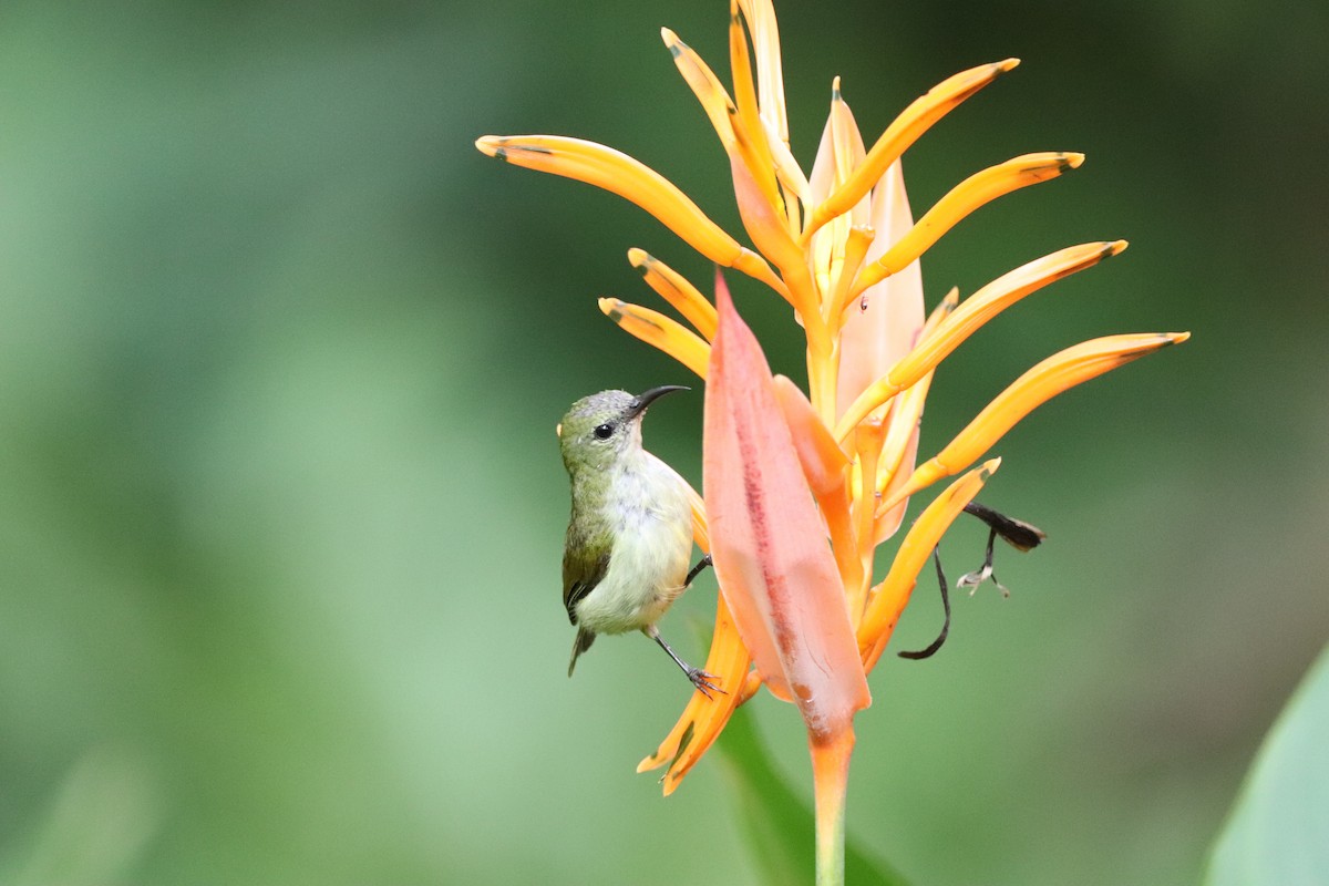 Lovely Sunbird - Herman Viviers