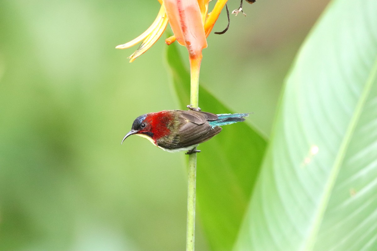 Lovely Sunbird - ML622150967