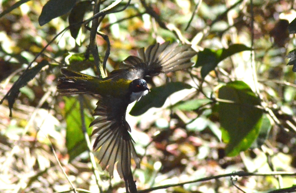 White-throated Honeyeater - ML622150971