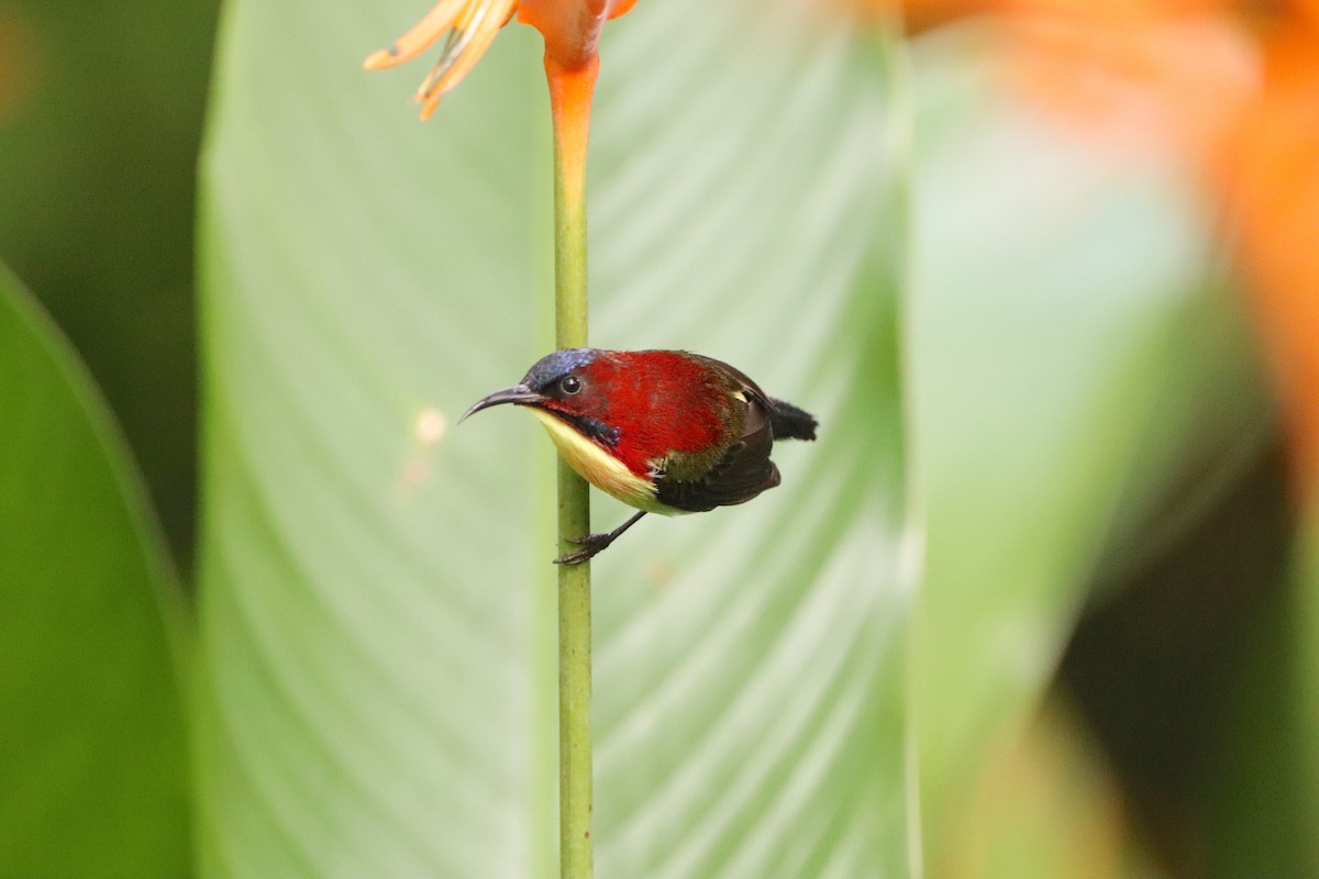 Lovely Sunbird - Herman Viviers