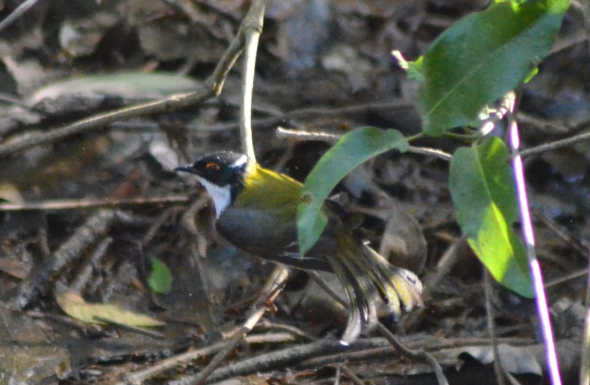 White-throated Honeyeater - ML622150976