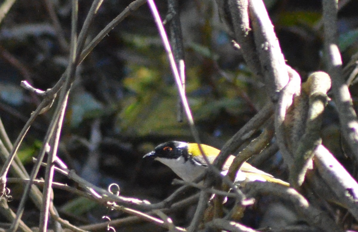 White-throated Honeyeater - Olivier Marchal