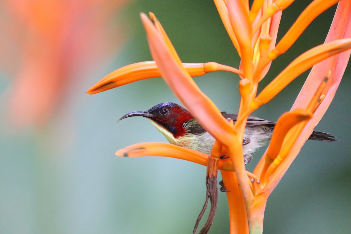 Lovely Sunbird - ML622150978