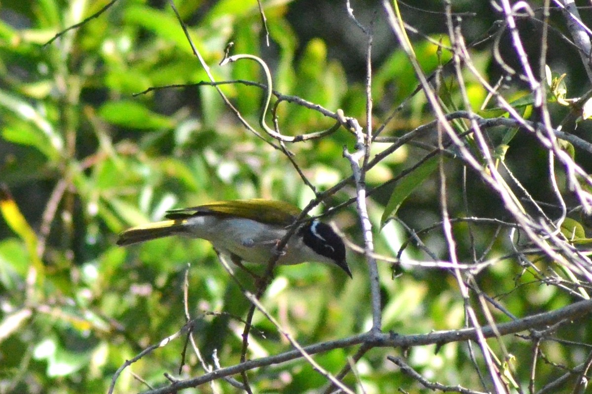 White-throated Honeyeater - ML622150979