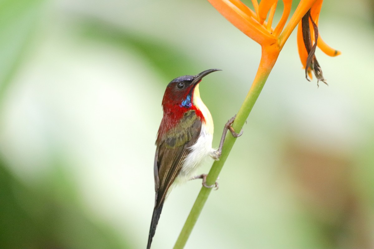 Lovely Sunbird - ML622150981