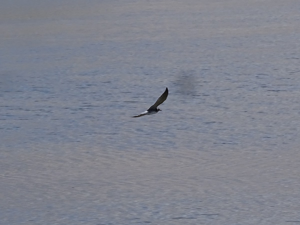 Black Tern - ML622150984