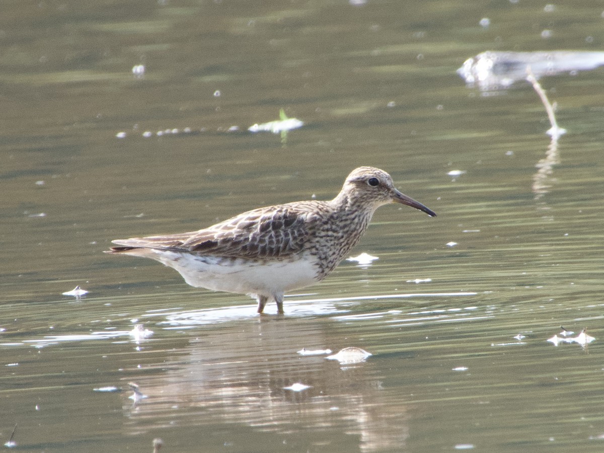 Pectoral Sandpiper - Walter Calhoun