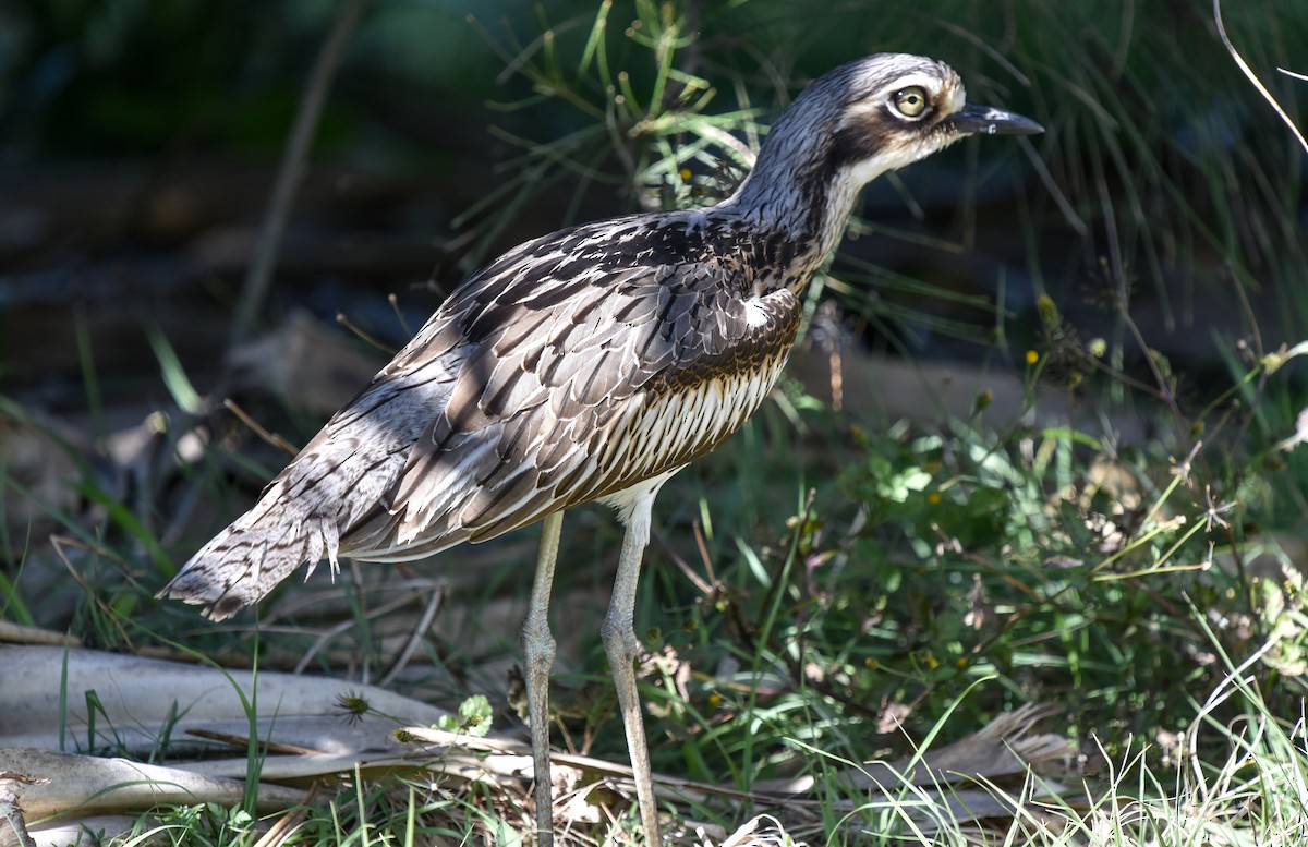 Bush Thick-knee - ML622150994