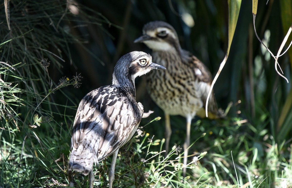 Bush Thick-knee - ML622150995