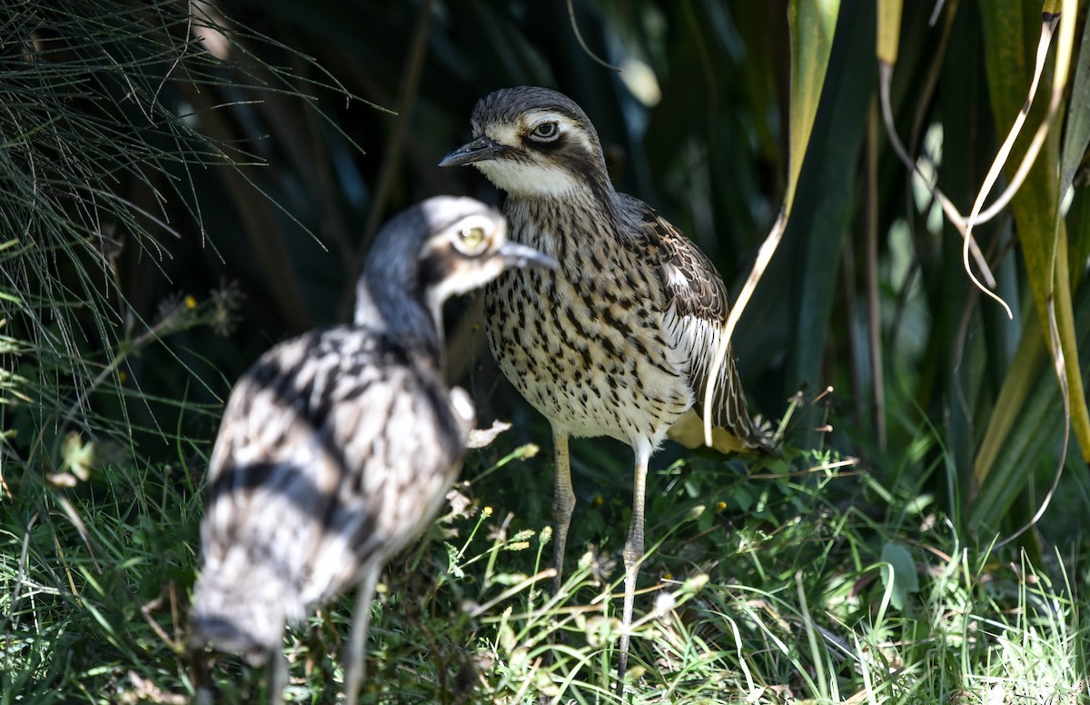 Bush Thick-knee - ML622150996