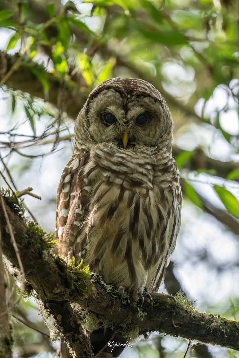 Barred Owl - ML622151002