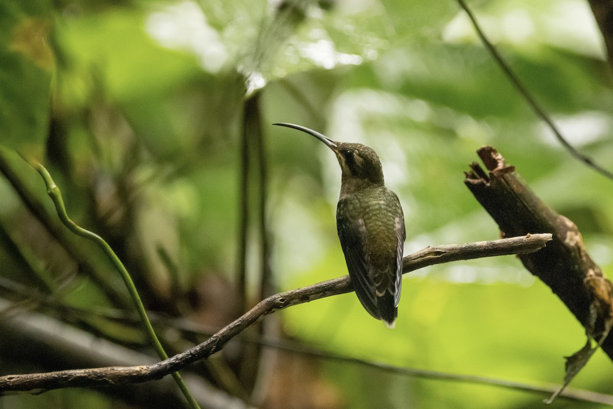 Band-tailed Barbthroat - ML622151003