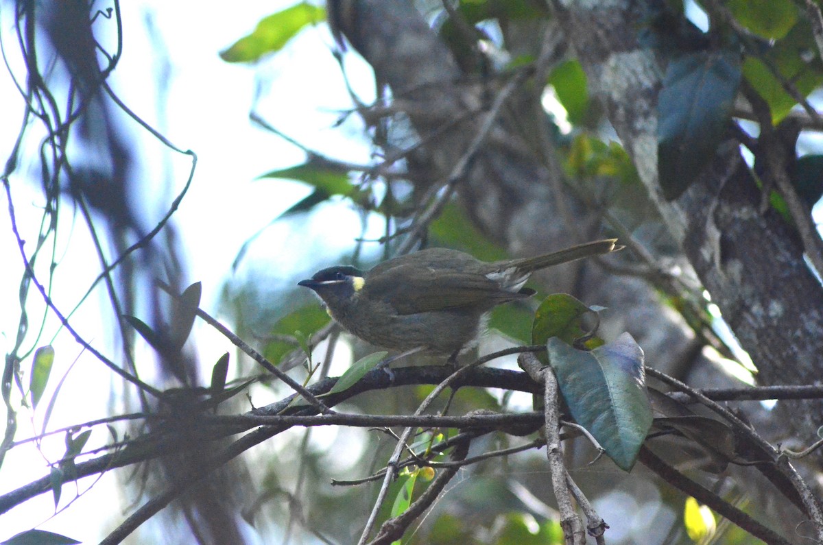 Lewin's Honeyeater - ML622151004