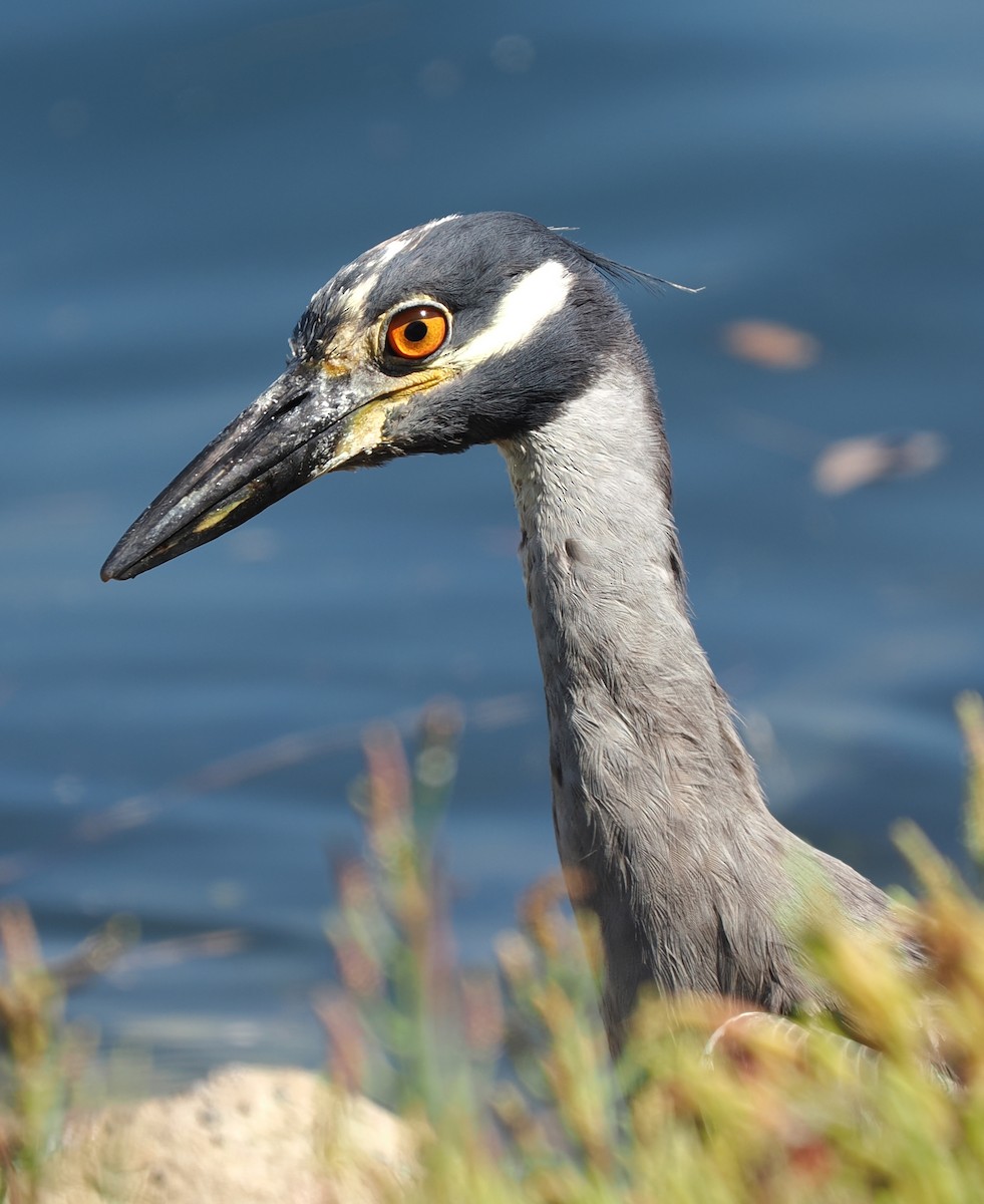 Yellow-crowned Night Heron - ML622151006