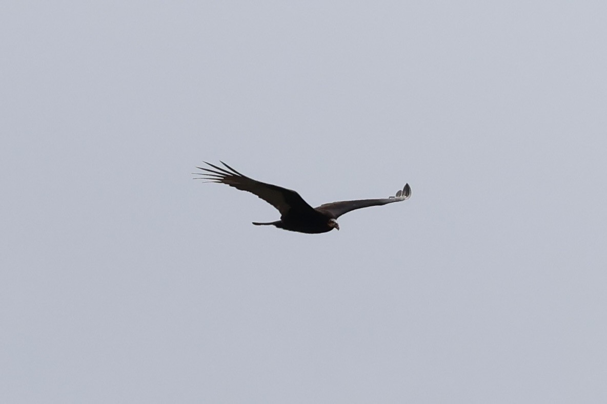 Lesser Yellow-headed Vulture - ML622151008