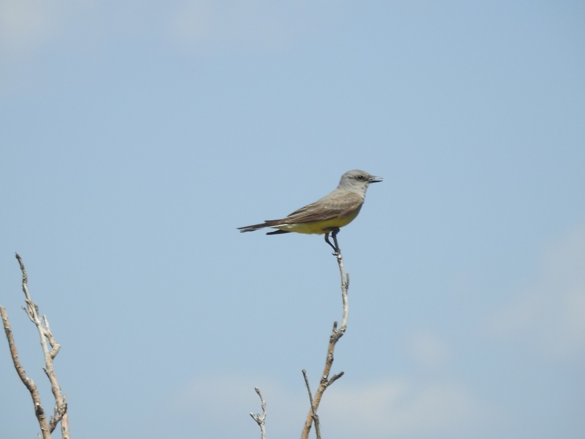 Western Kingbird - ML62215101