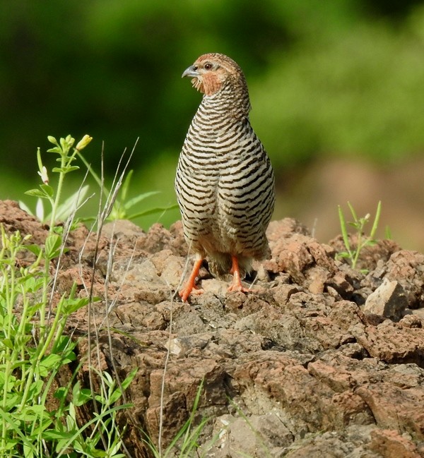 Rock Bush-Quail - ML622151011