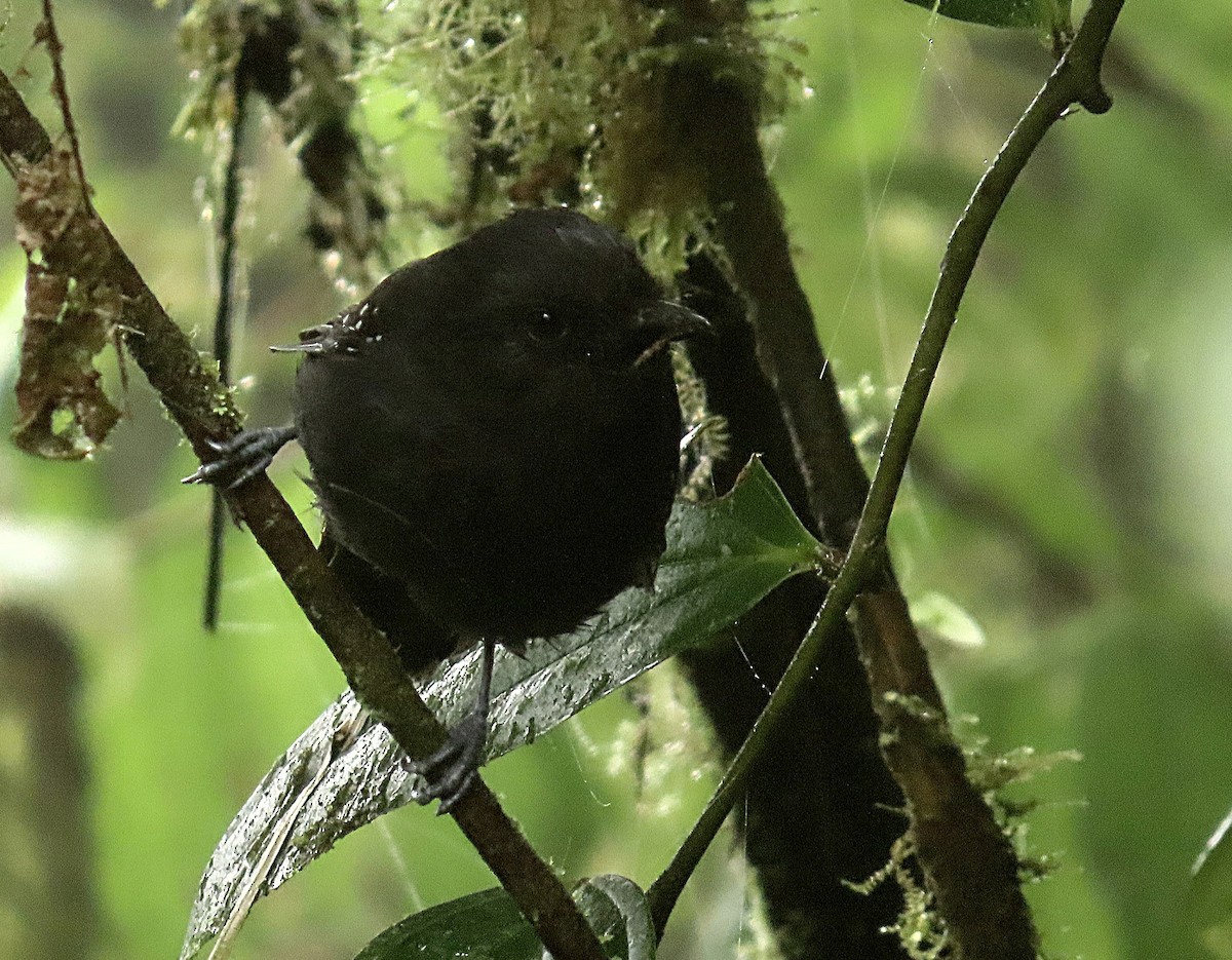 Bicolored Antvireo - ML622151012