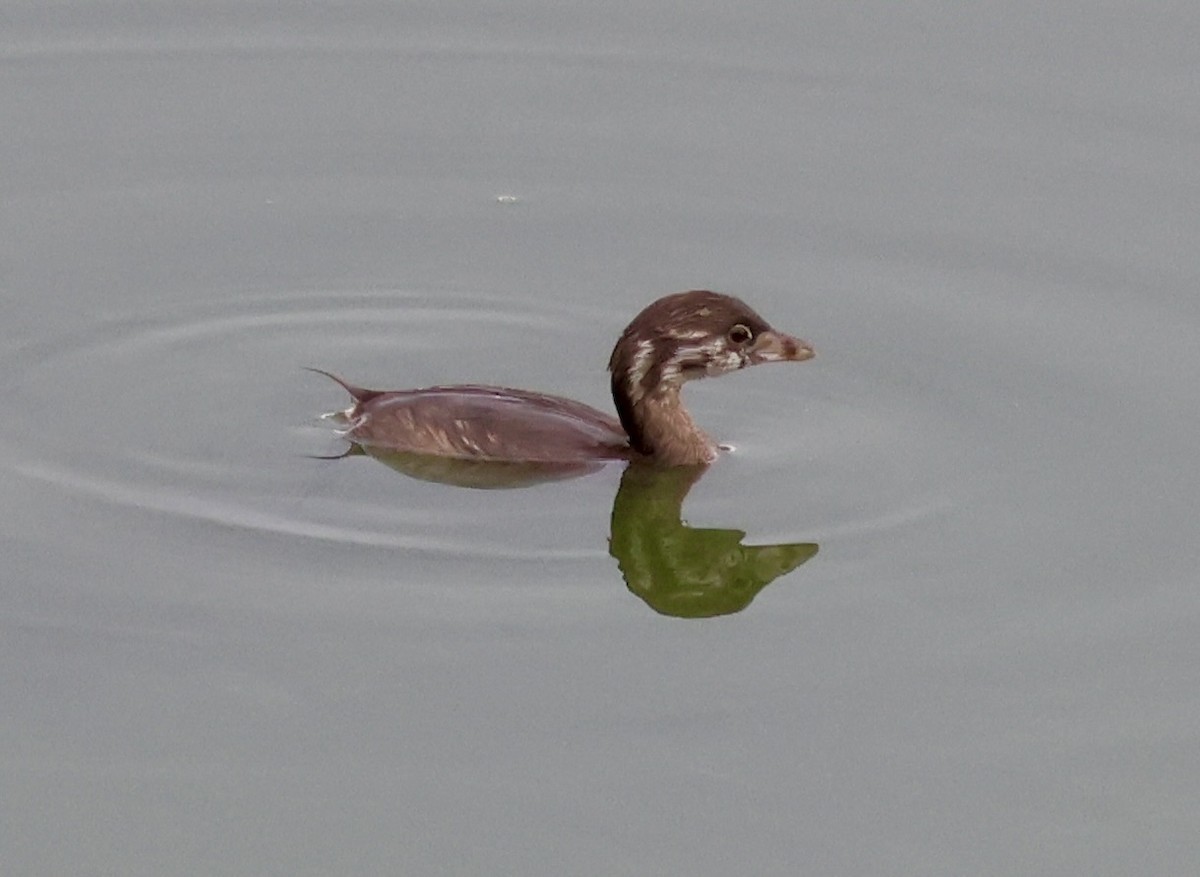 Pied-billed Grebe - ML622151017