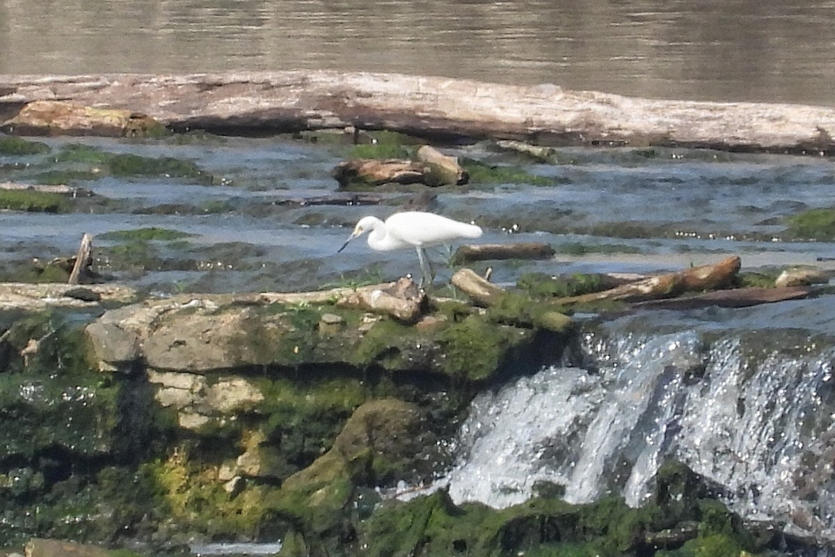 Little Blue Heron - Anne Ensign