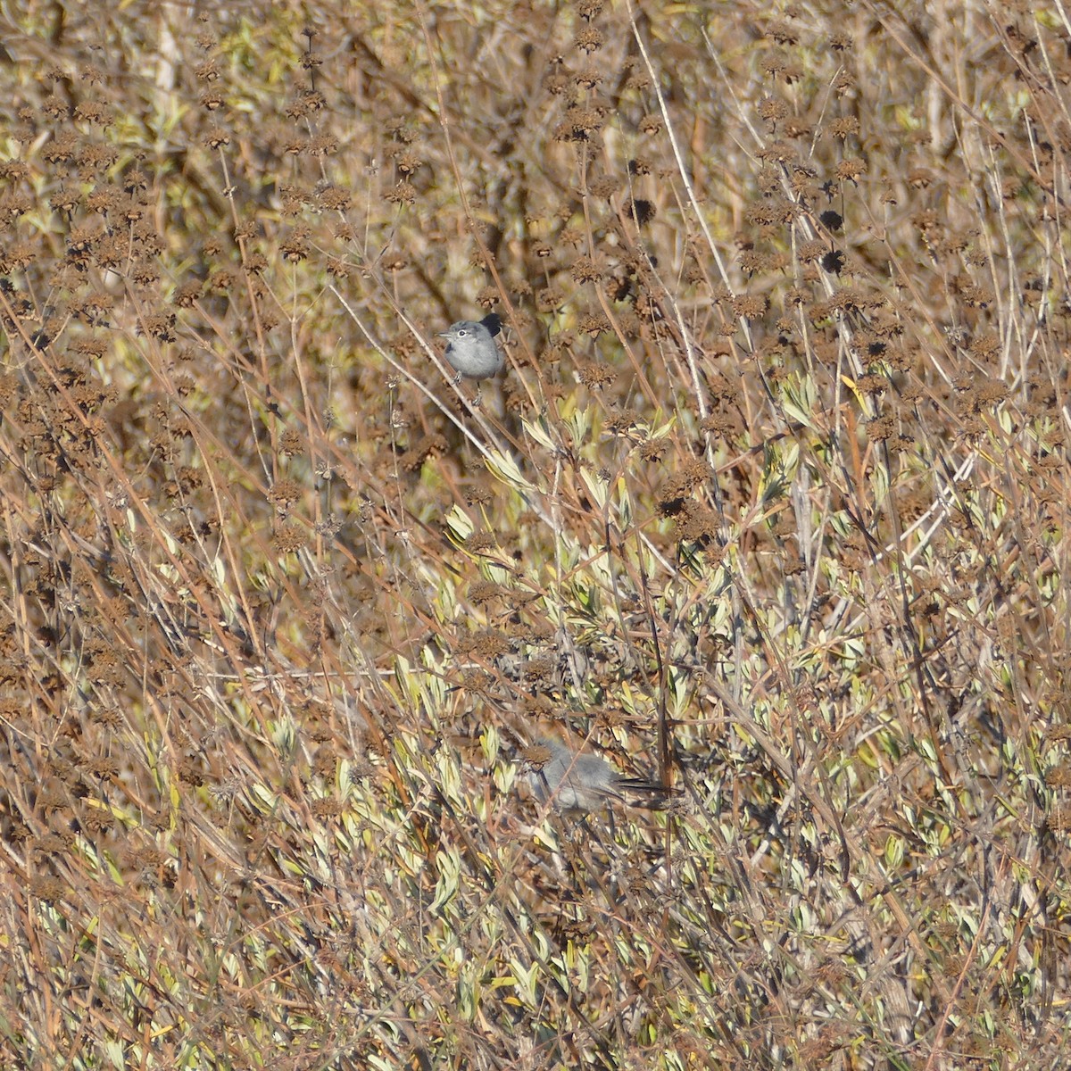 California Gnatcatcher - ML622151022