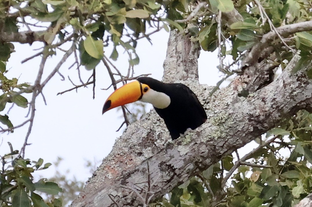 Toco Toucan - ML622151024