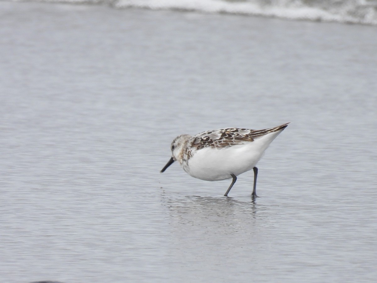 Sanderling - ML622151025